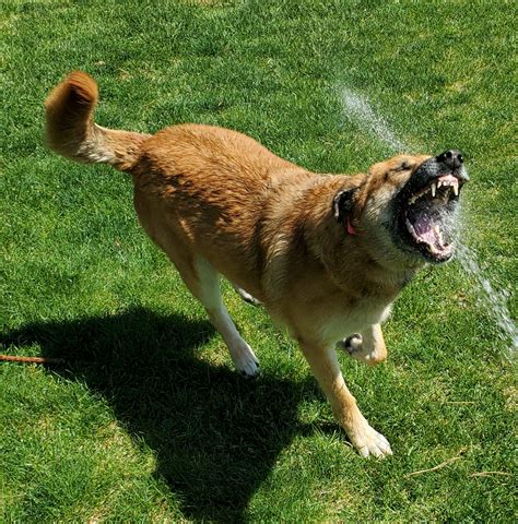 My Dog Doesn't Bite - Anderson Law