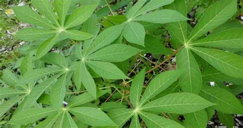 Know The Health Benefits Of Cassava And Its Power To Cure Cancer And Infertility