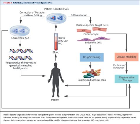 Figure 1 From Translation Of Human Induced Pluripotent Stem Cells From