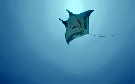 underwater sea bluespotted stingray wallpaper - Coolwallpapers.me!