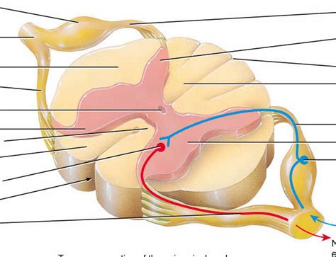 Spinal Cord Segment Diagram Quizlet