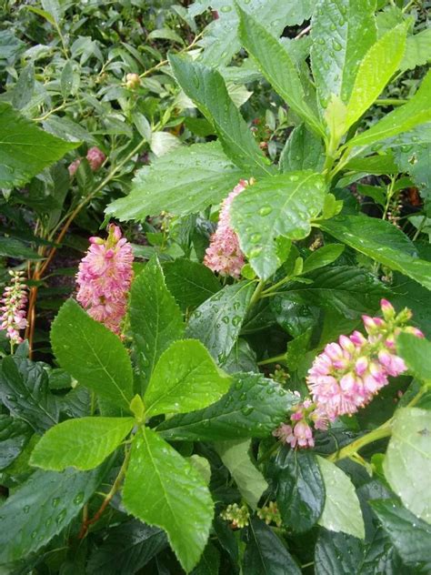 Clethra Alnifolia ‘ruby Spice Summersweet Hickory Hollow Nursery