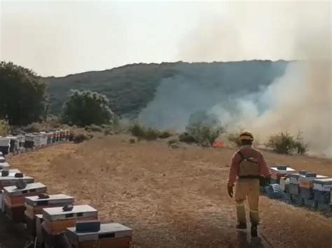 Los Apicultores Aragoneses Afectados Por Los Incendios Piden Ayudas