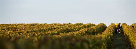 Ch Teau Perthus Crus Et Domaines De France