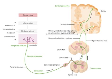 Pain Analgesia Flashcards Quizlet