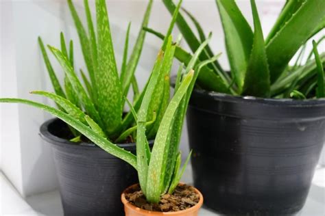 Do You Water Aloe Vera From Top Or Bottom Garden Tips 360