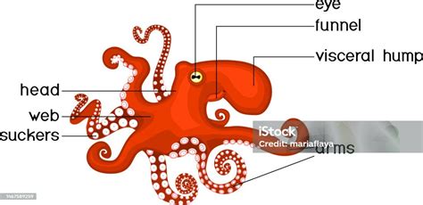 Anatomi Eksternal Moluska Cephalopoda Struktur Gurita Untuk Pelajaran