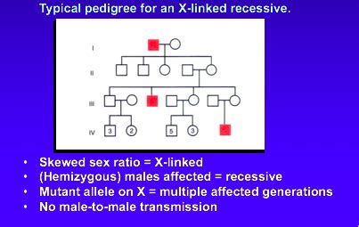 Mendelian Genetics Flashcards Quizlet