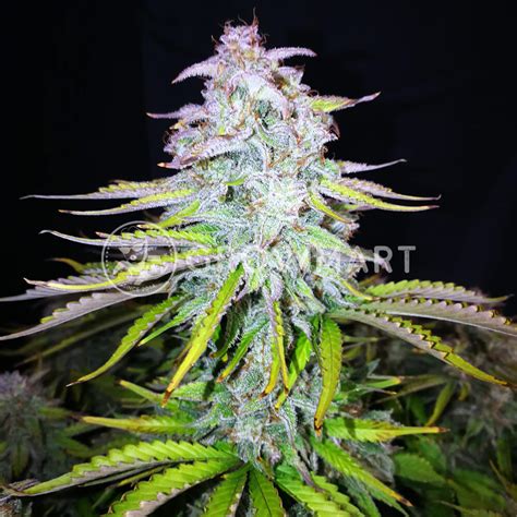 Royal Queen Seeds Cosmos F Cbd Auto Samokvetouc Sem Nka Konop