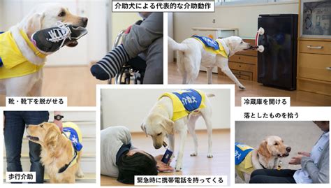 【介助犬の認知度向上へ】日本介助犬協会が大阪府大東市 逢󠄀坂市長を表敬訪問 産経ニュース