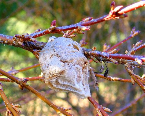 Seeing Anew: Praying Mantis Nest