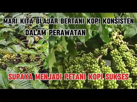 Cara Merawat Kopi Yang Konsisten Supaya Hasil Nya Baik Lebat Dan Stabil