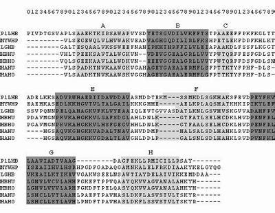 Clustal W Clustal X Sequence Analysis Alignment Biology