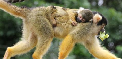 Squirrel Monkey | Oakland Zoo