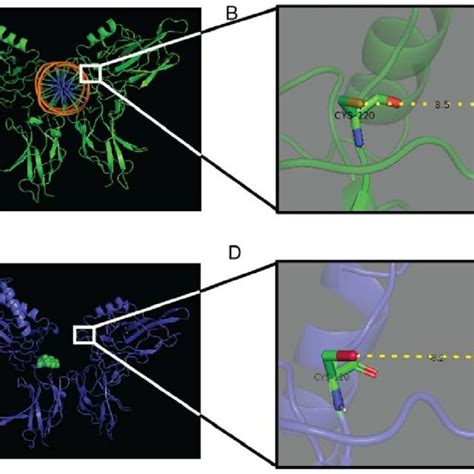 Mouse NF κB p65 homodimer Figures show A DNA orange bound NF κB