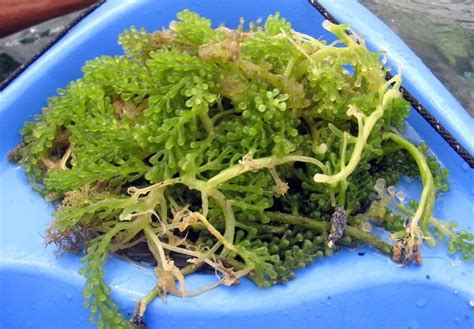 Edible seaweed - Alchetron, The Free Social Encyclopedia