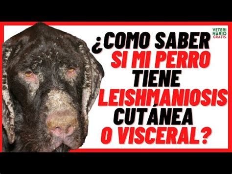 CÓMO SABER SI MI PERRO TIENE LEISHMANIOSIS CUTÁNEA O VISCERAL