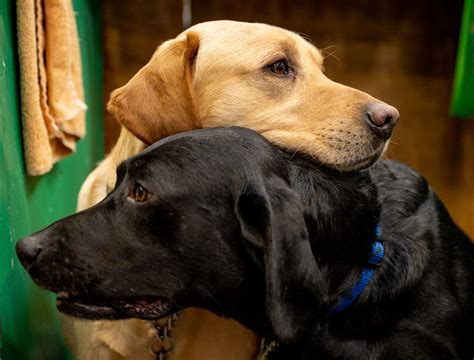 What's the cost of owning a Labrador Retriever in 2023?