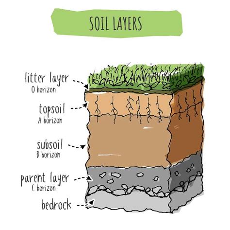 Is Topsoil Good For Plants Clear Cut Answer