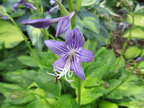 Cheesehead Gardening: The often overlooked hosta flower