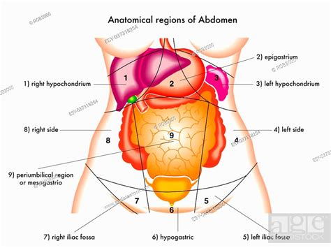 Illustration Of Anatomical Regions Of Abdomen Stock Photo Picture And