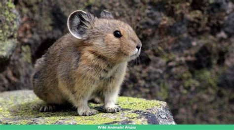 The Endangered Ili Pikas Or Magic Bunny | Geography Scout