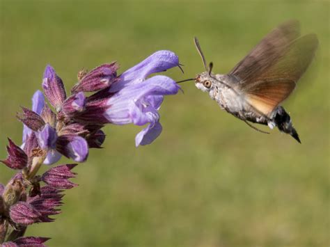 Sphinx Colibri Di Chap Flickr