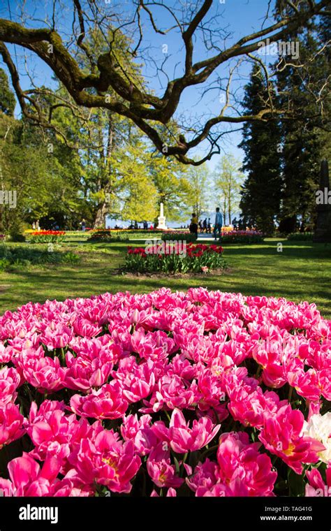 Tulip Festival In Morges City Park In Switzerland Stock Photo Alamy