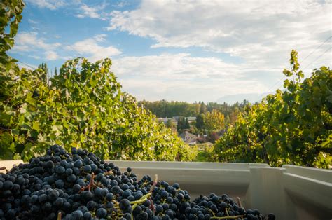 Merlot Grape Clusters in a Plastic Bin, Naramata Bench – Van Westen ...