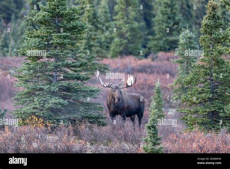 Alaska Yukon Bull Moose In Denali National Park In Autumn Stock Photo