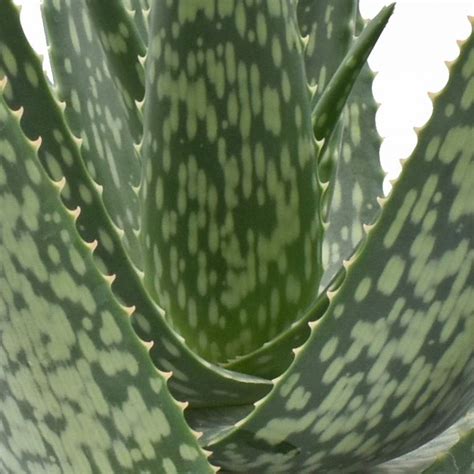 Aloë Medivera Meridiaan Aloe Vera 30cm acheter