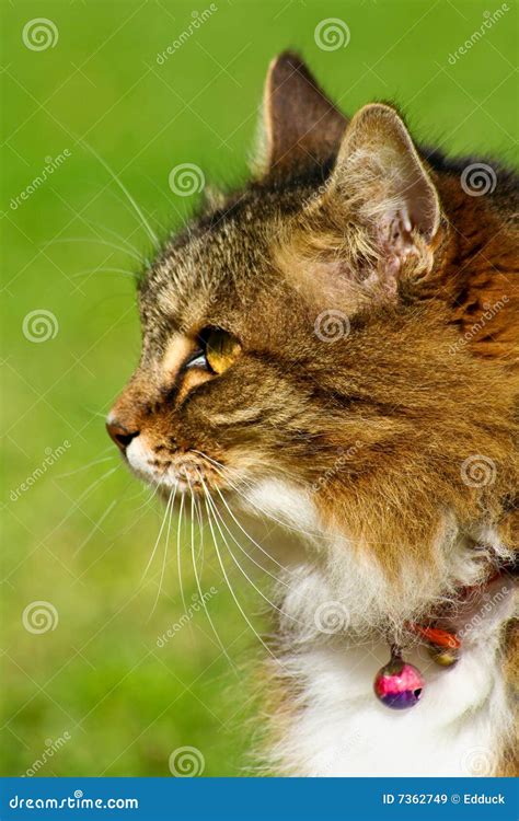 Tabby Cat Side Portrait Stock Image Image Of Stares Details 7362749