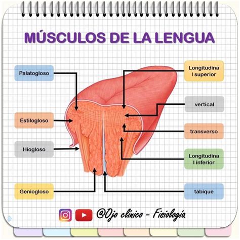 Pin de Ꮇarilu en Apuntes odonto Músculos de la lengua Anatomía de