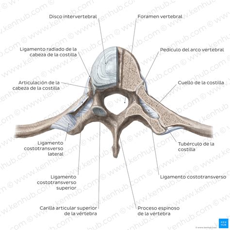 Columna Vertebral Anatom A V Rtebras Articulaciones Kenhub