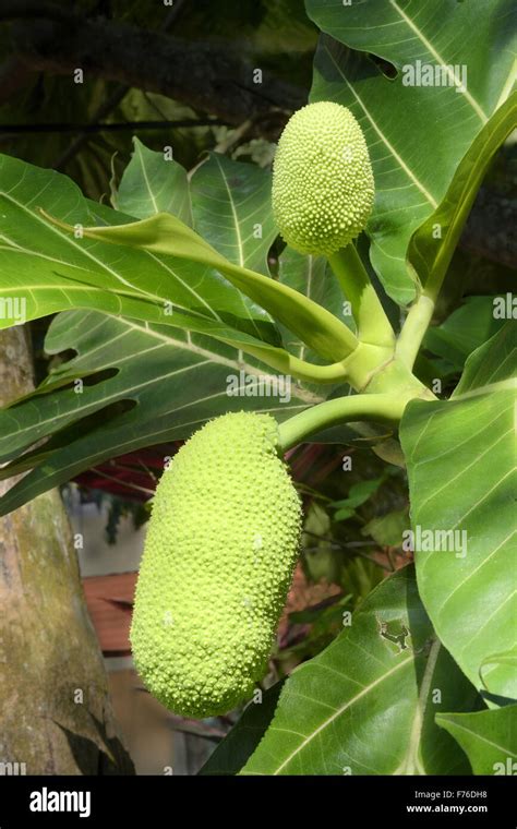 Breadfruit Tree Trivandrum Kerala India Asia Stock Photo Alamy