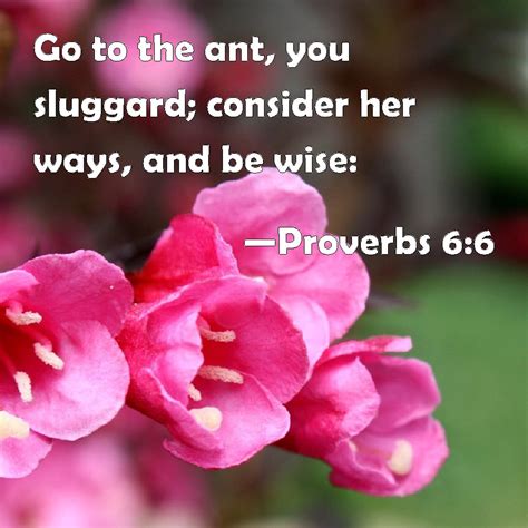 Proverbs 6 6 Go To The Ant You Sluggard Consider Her Ways And Be Wise