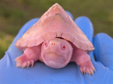 Albino Florida Softshell Turtles For Sale Albino Turtles Turtle Morphs