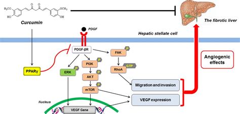 Curcumin Attenuates Angiogenesis In Liver Fibrosis And Inhibits