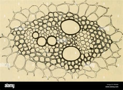 Corn stem cross section hi-res stock photography and images - Alamy