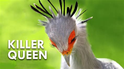 Secretary Birds Killer Queens YouTube