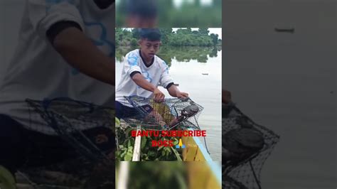 Bubu Kepiting Dapat Ekor Sekali Angkat Shorts Youtube