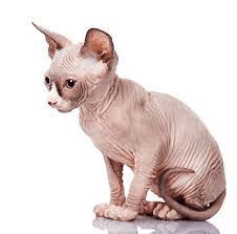 Short Legged Cat Breed Description and Complete Care Guide