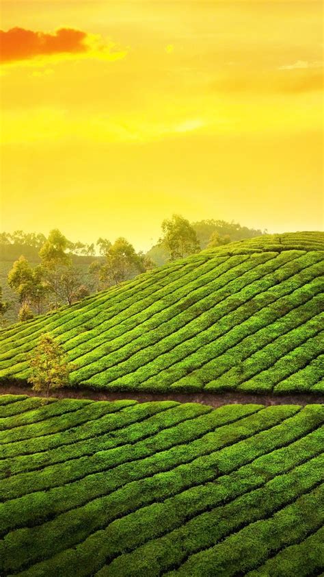 Munnar Wallpapers - Wallpaper Cave