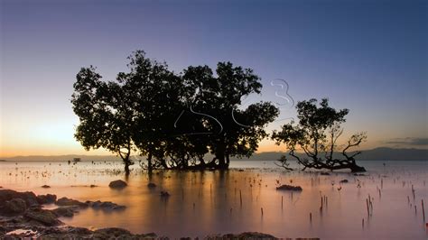 Mangrove Sunset Bc3 Photography The Calm Shoreline Of Rhonda On Cebu