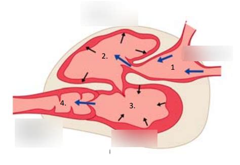 4 chambers of fish heart Diagram | Quizlet