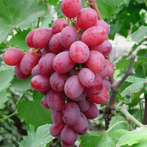 Grow Your Own Red Kyoho Grapes 50 Seeds Included Mckinley Seeds