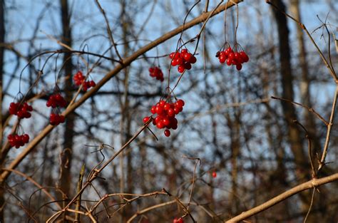 Images Gratuites Arbre La Nature Branche Fleur Hiver Plante