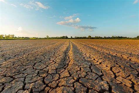 5 Signs of Early-Season Drought Stress - ProAg