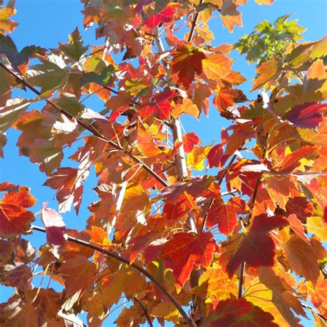 Acer Rubrum October Glory Red Maple Mid Valley Trees