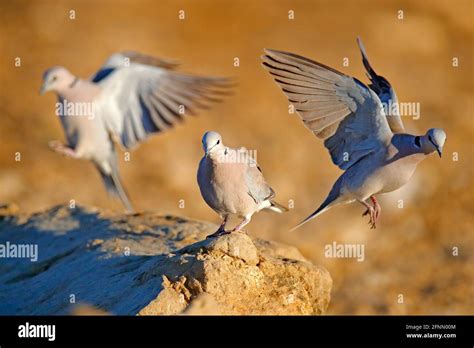 Ring Necked Dove Streptopelia Capicola Also Known As The Cape Turtle